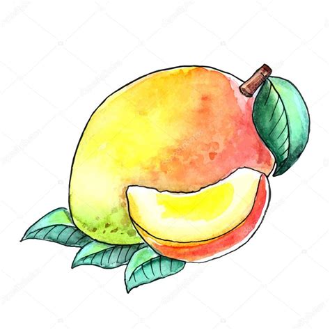 Drawing Watercolor Fruit Mango With Leaves On A White Background