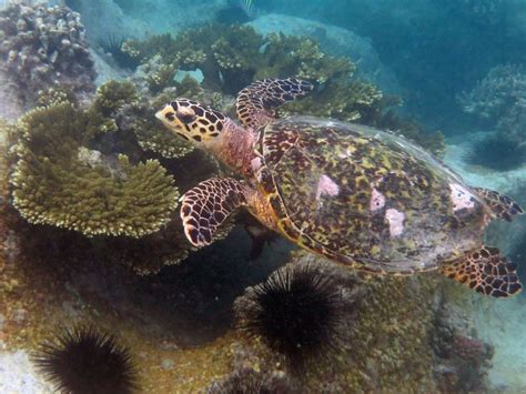 Hawksbill Turtle Eretmochelys Imbricata Anse Petit Coeur Praslin