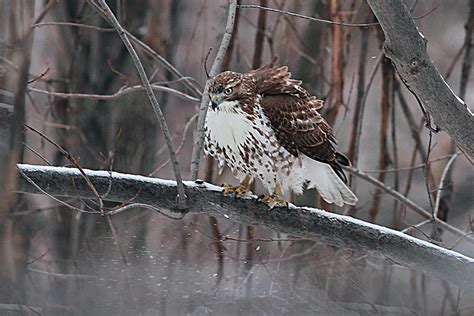 Red-Tailed Hawk Nest 2009-2017: Red-Tailed Hawk juvenile visits the ...