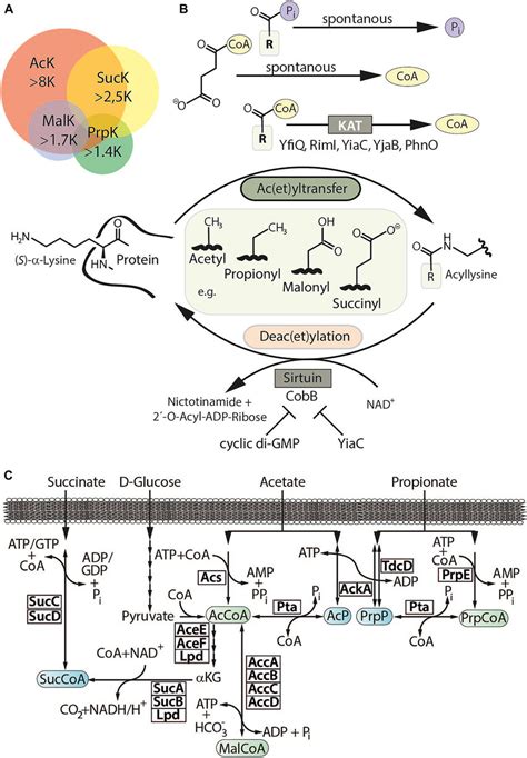 Lysine Acylations In E Coli And Synthesis Of Acylation Precursors A