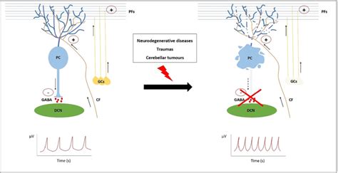 Role Of Purkinje Cells In Epileptic Seizures The Cerebellum Is