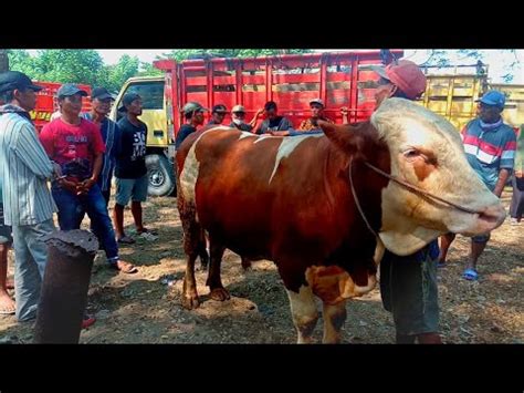 GEGER SIMMENTAL MALLBOR SUPER Jadi Rebutan Dipasar Sapi Babat