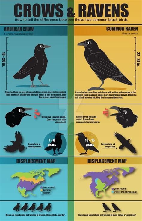 Crow vs. Raven guide : coolguides in 2021 | Crow, Pet birds, Animal facts
