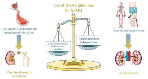 Jcm Free Full Text Role Of The Renin Angiotensin Aldosterone System