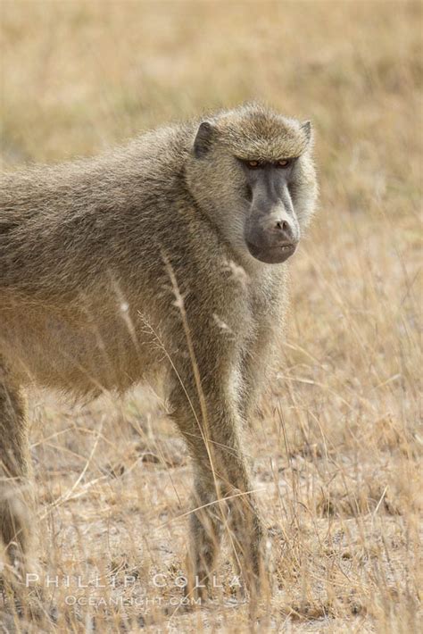 Yellow Baboon Amboseli National Park Kenya Papio Cynocephalus Photo