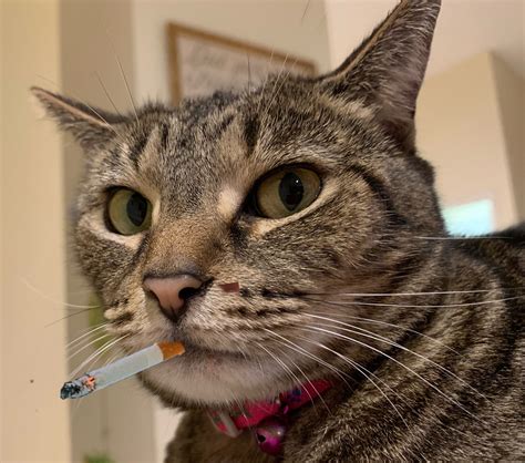 Cat Smoking Cigarette