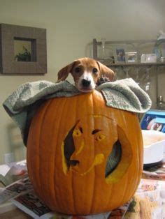 10 MaGusy's Beagle Pumpkin ideas | pumpkin, pumpkin carving, beagle