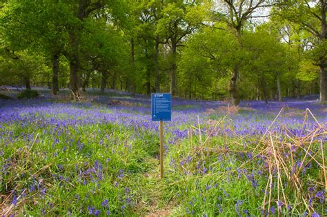 Bluebell Woods Blanketing These Ancient Woods With Their D Flickr