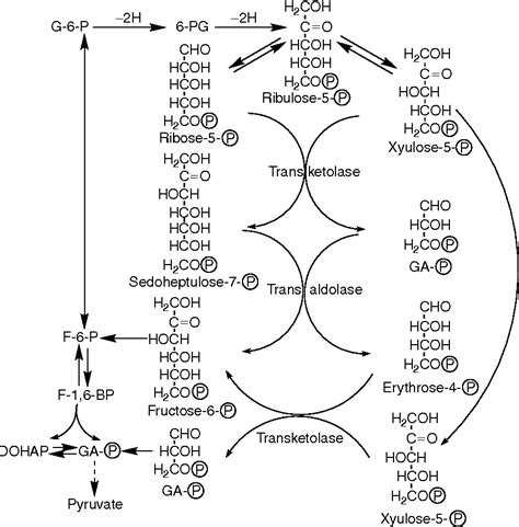 Figure From Alternate Pathways Of Carbohydrate Metabolism Fructose