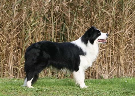 Th Ng Tin H U Ch V Ch Border Collie Ch Collie T I Sieupet