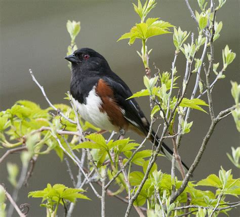 Popular Backyard Birds Of West Virginia With Pictures Birdwatching Tips