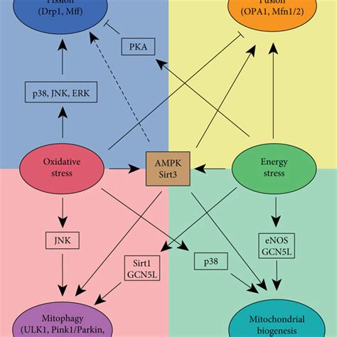 Mitochondrial dynamics is regulated through multiple pathways ... 