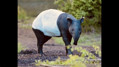 5 Fun Facts About The Malayan Tapir