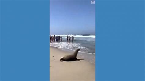 Video Pregnant Sea Lion Wandering In Golf Course Returns To Ocean Abc