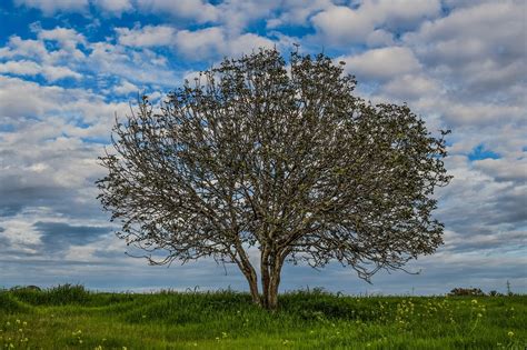 Pohon Padang Rumput Lanskap Foto Gratis Di Pixabay Pixabay