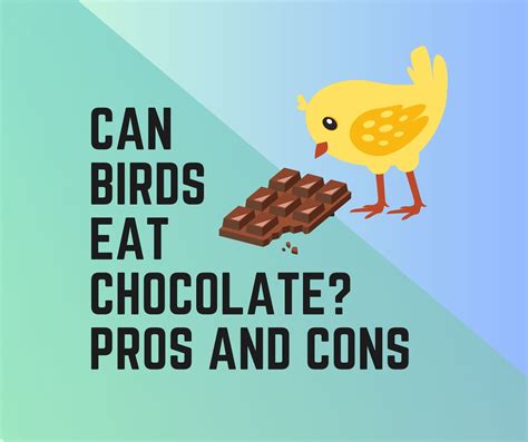 Can Birds Eat Chocolate? Pros And Cons - Birds News
