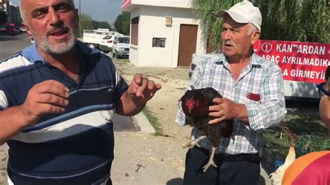 Kastamonu Taşköprü tavuk pazarı gezen tavuklar pazarda fiyatlar