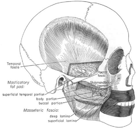 Figure 2 From Fasciae Of The Masticator Space Semantic Scholar