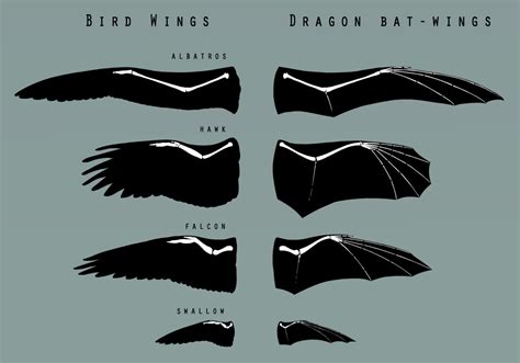 Section from my Dragon Wings Tutorial - Sammy's Animations & Art