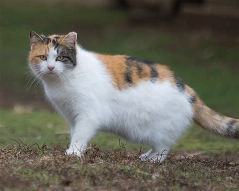 Understanding and Managing Community Cat Populations 4