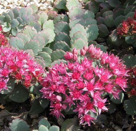 Plant Profile Cliff Stonecrop Sedum Cauticola Aka Hylotelephium