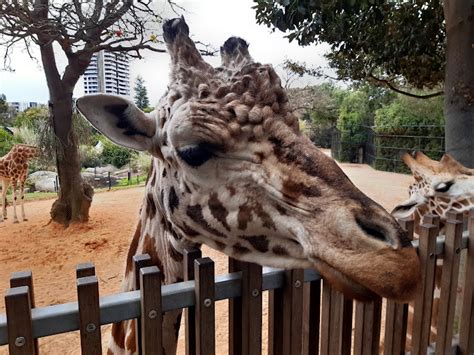 Perth Zoo - Pergolas Perth Experts