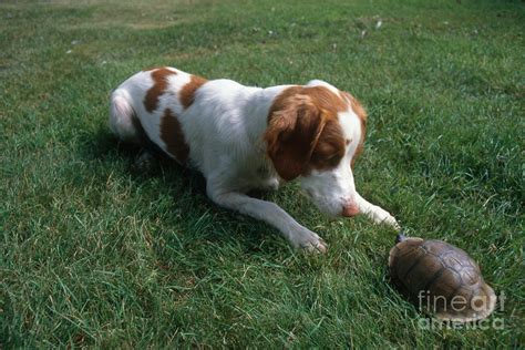 7 Reasons Brittany Spaniels Are Perfect Pups