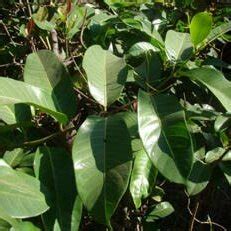 description  paniculatum collected  mount nglanggeran