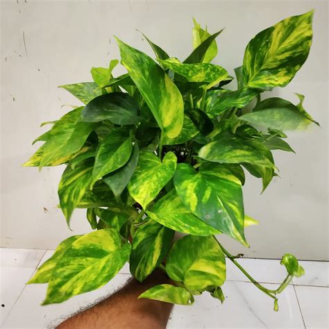 Epipremnum Aureum Golden Large Nurserybuy