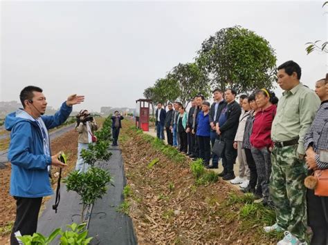 工作动态 轻简化桔园栽培技术培训谢合平发布 【夷陵科特派】