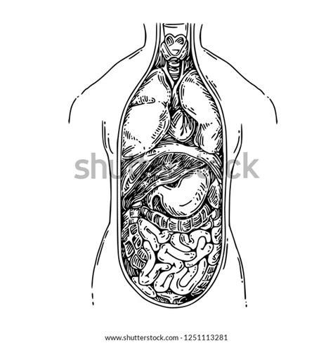 Anatomy The Structure Of The Human Body Internal Human Organs Sketch