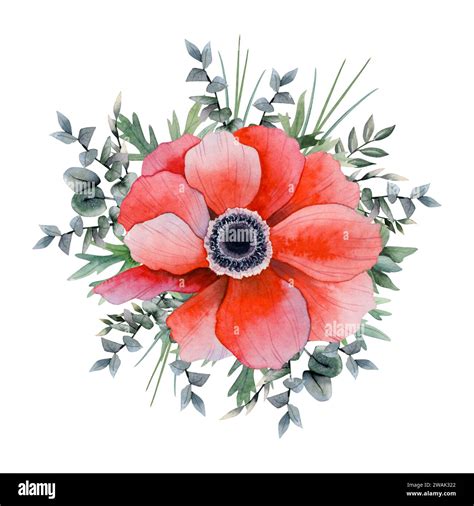 Watercolor Red Anemone Flower With Eucalyptus Branches And Grass Hand