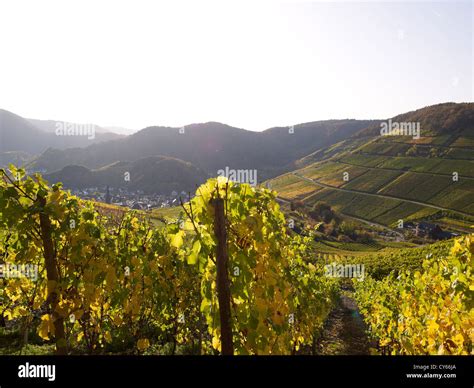 In the vineyards of the romantic village Mayschoß Ahr valley Eifel