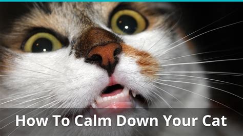 How To Calm Down Your Cat When It's Angry, Scared, Or Agitated