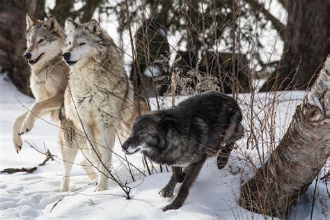 Premium Photo | Wolf pack a pack of wolves wolf pack in forest