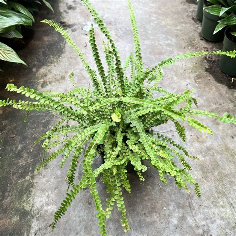 6″ Fern Button – The (KC) Plant Factory