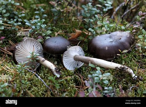 Hygrophorus Camarophyllus Known As Arched Woodwax Wild Mushroom From