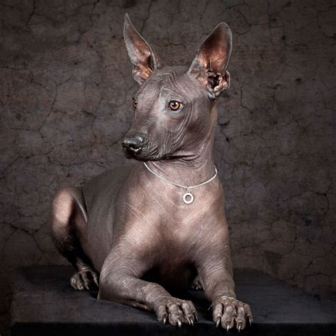 Xoloitzcuintli Woofipedia By The American Kennel Club