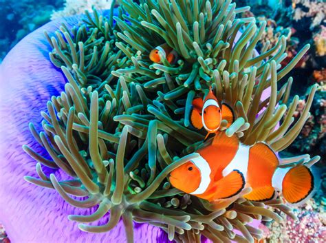 Pacific Clownfish Jigsaw Puzzle In Under The Sea Puzzles On