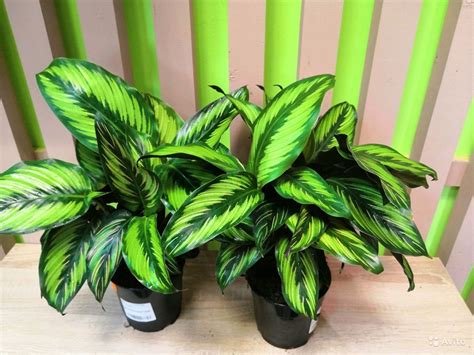 Калатея фредди - фото и картинки: 66 штук