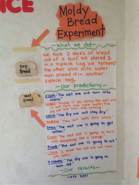 Bread And Mold Experiment