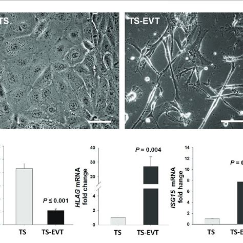 | In vitro differentiation of trophoblastic stem cells into ...