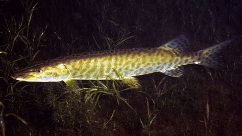 Musky fishing in Green Bay - Kayak Fishin' Guru