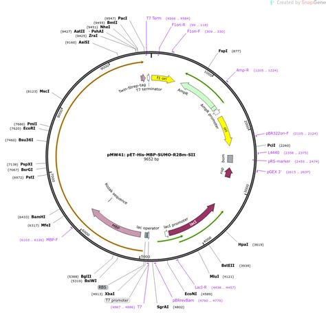 Addgene PMW41 PET His MBP SUMO R2Bm SII