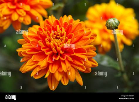 Orange Chrysanthemums With Water Drops In Nature Stock Photo Alamy