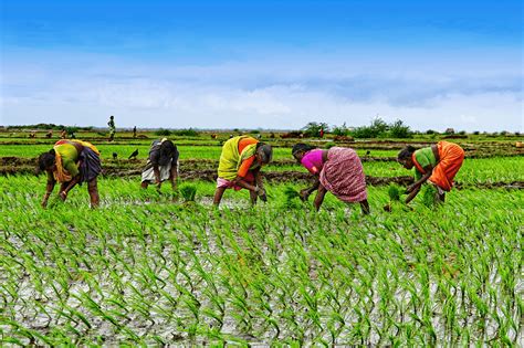 Nigeria Agriculture Woman Farmer Women S Empowerment Agriculture