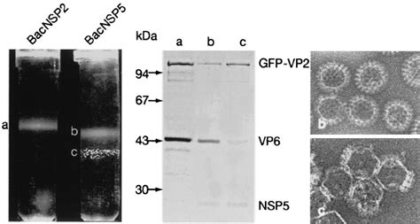 Analysis Of Puri Fi Ed Vlp2gfp 6 In A Cscl Density Gradient After