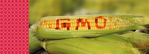 How To Identify Genetically Modified Corn Food And Feed Analysis