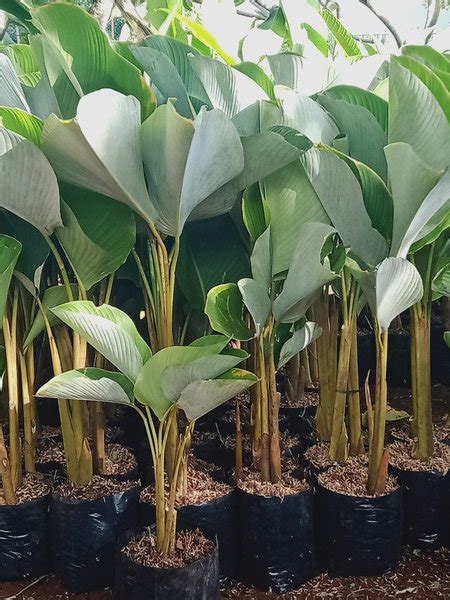 Jual Tanaman Hias Pisang Calathea Di Lapak Cahaya Taman Bukalapak