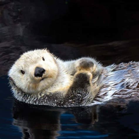 30+ Otter Puns That Are Otter-ly Funny - Box of Puns